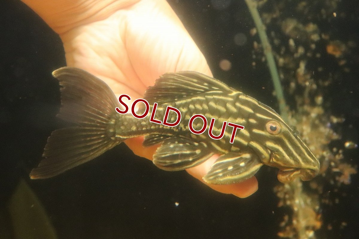 画像4: 【淡水魚】【通販】激安 サンダーロイヤルプレコ ワイルド【個体販売】(±14cm)(プレコ)(生体)(熱帯魚)NKP (4)