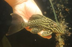画像4: 【淡水魚】【通販】激安 サンダーロイヤルプレコ ワイルド【個体販売】(±14cm)(プレコ)(生体)(熱帯魚)NKP (4)