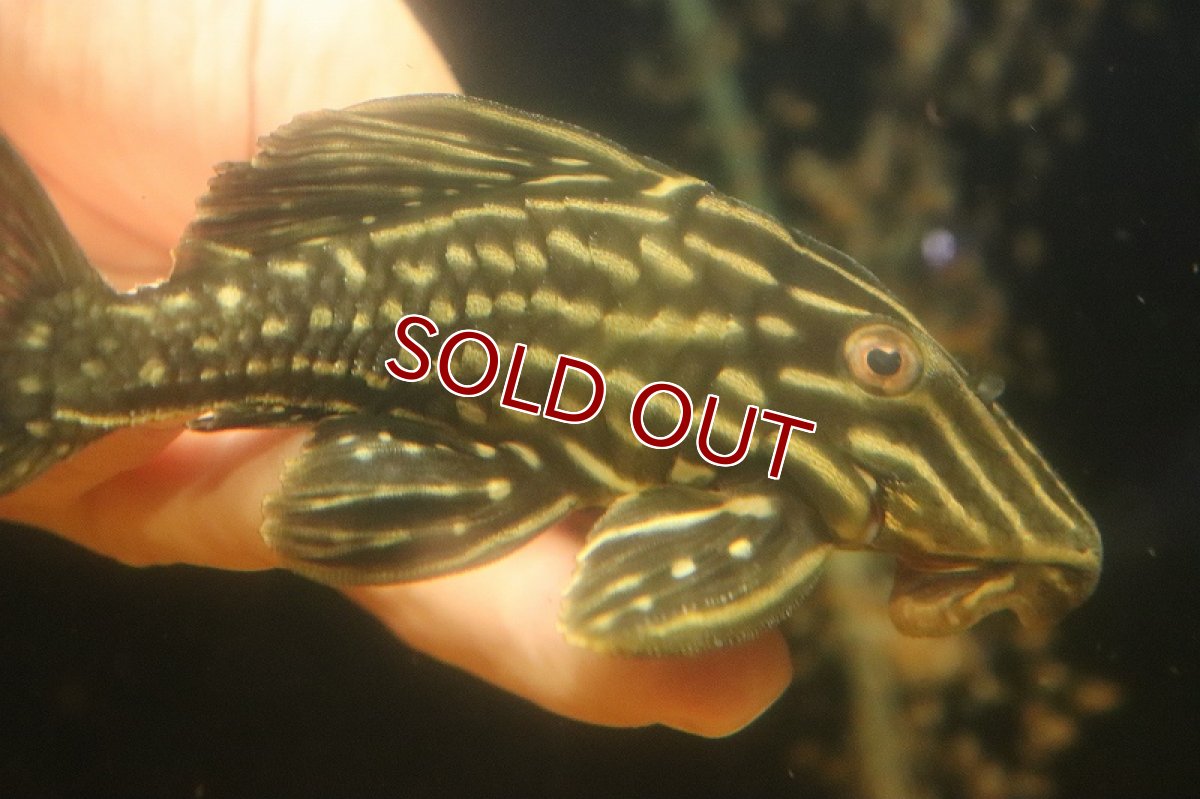画像5: 【淡水魚】【通販】激安 サンダーロイヤルプレコ ワイルド【個体販売】(±14cm)(プレコ)(生体)(熱帯魚)NKP (5)