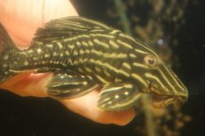 画像5: 【淡水魚】【通販】激安 サンダーロイヤルプレコ ワイルド【個体販売】(±14cm)(プレコ)(生体)(熱帯魚)NKP (5)