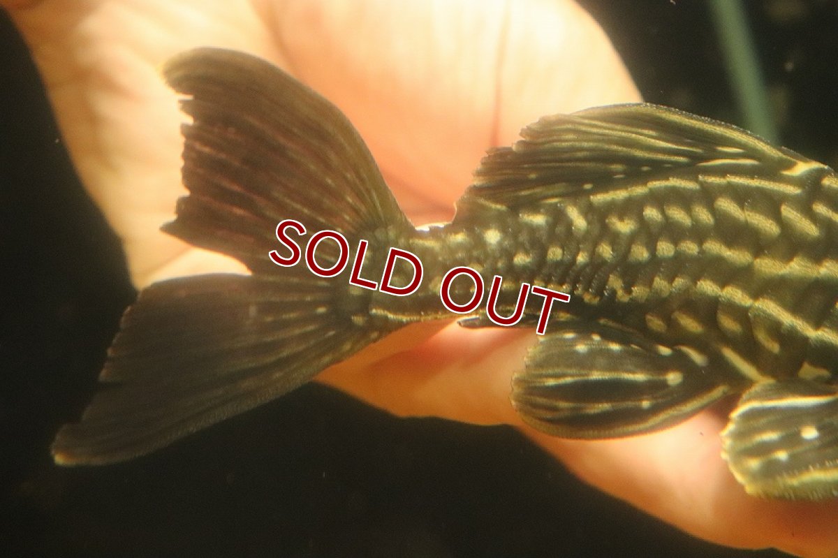 画像6: 【淡水魚】【通販】激安 サンダーロイヤルプレコ ワイルド【個体販売】(±14cm)(プレコ)(生体)(熱帯魚)NKP (6)