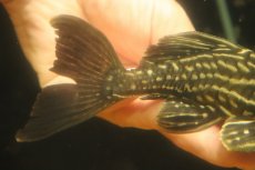 画像6: 【淡水魚】【通販】激安 サンダーロイヤルプレコ ワイルド【個体販売】(±14cm)(プレコ)(生体)(熱帯魚)NKP (6)