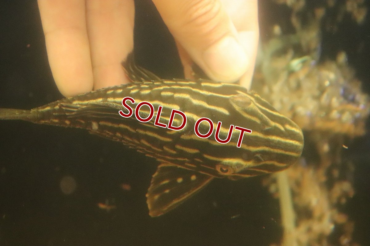 画像7: 【淡水魚】【通販】激安 サンダーロイヤルプレコ ワイルド【個体販売】(±14cm)(プレコ)(生体)(熱帯魚)NKP (7)