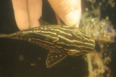 画像7: 【淡水魚】【通販】激安 サンダーロイヤルプレコ ワイルド【個体販売】(±14cm)(プレコ)(生体)(熱帯魚)NKP (7)