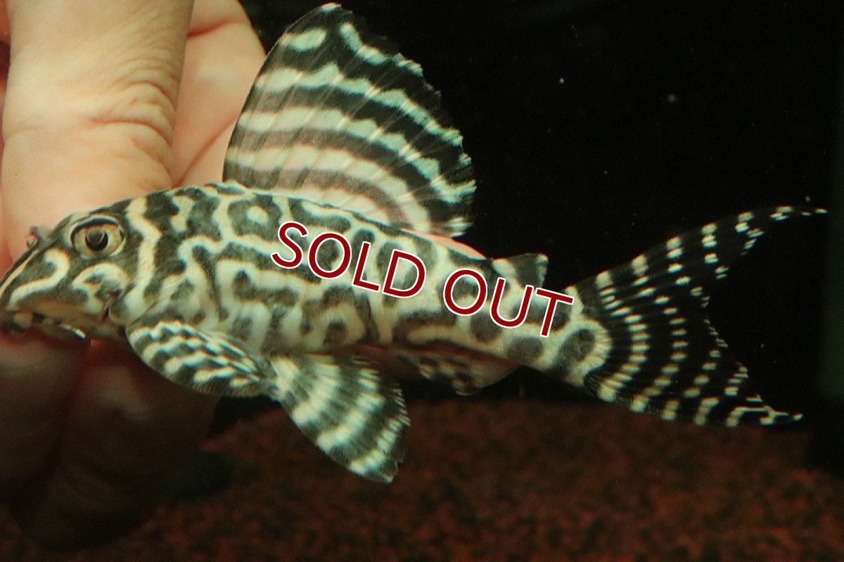 画像1: 【淡水魚】【通販】No1 キングロイヤルペコルティアプレコ【個体販売】(±10cm)(プレコ)(生体)(熱帯魚)NKP (1)