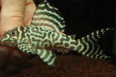 画像1: 【淡水魚】【通販】No1 キングロイヤルペコルティアプレコ【個体販売】(±10cm)(プレコ)(生体)(熱帯魚)NKP (1)