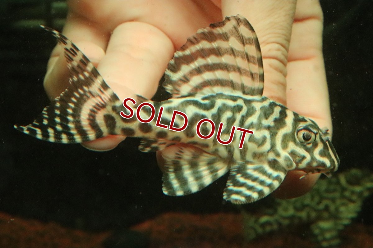 画像2: 【淡水魚】【通販】No1 キングロイヤルペコルティアプレコ【個体販売】(±10cm)(プレコ)(生体)(熱帯魚)NKP (2)