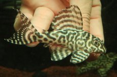 画像2: 【淡水魚】【通販】No1 キングロイヤルペコルティアプレコ【個体販売】(±10cm)(プレコ)(生体)(熱帯魚)NKP (2)
