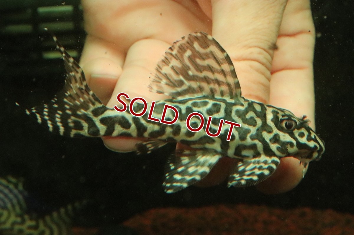 画像1: 【淡水魚】【通販】No2 キングロイヤルペコルティアプレコ【個体販売】(±10cm)(プレコ)(生体)(熱帯魚)NKP (1)
