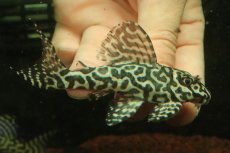 画像1: 【淡水魚】【通販】No2 キングロイヤルペコルティアプレコ【個体販売】(±10cm)(プレコ)(生体)(熱帯魚)NKP (1)