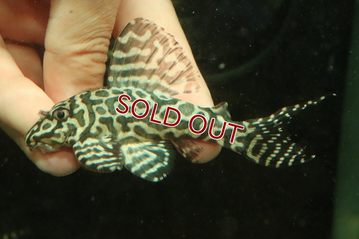 画像2: 【淡水魚】【通販】No2 キングロイヤルペコルティアプレコ【個体販売】(±10cm)(プレコ)(生体)(熱帯魚)NKP (2)