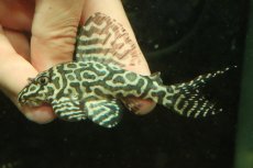 画像2: 【淡水魚】【通販】No2 キングロイヤルペコルティアプレコ【個体販売】(±10cm)(プレコ)(生体)(熱帯魚)NKP (2)
