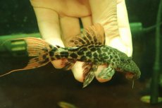 画像1: 【淡水魚】【通販】タイタニックトリムプレコ ワイルド【個体販売】(±10cm)(プレコ)(生体)(熱帯魚)NKP (1)