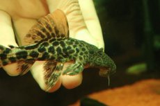 画像2: 【淡水魚】【通販】タイタニックトリムプレコ ワイルド【個体販売】(±10cm)(プレコ)(生体)(熱帯魚)NKP (2)