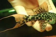 画像3: 【淡水魚】【通販】タイタニックトリムプレコ ワイルド【個体販売】(±10cm)(プレコ)(生体)(熱帯魚)NKP (3)