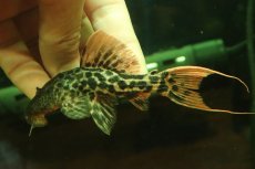 画像4: 【淡水魚】【通販】タイタニックトリムプレコ ワイルド【個体販売】(±10cm)(プレコ)(生体)(熱帯魚)NKP (4)