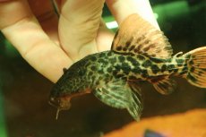 画像5: 【淡水魚】【通販】タイタニックトリムプレコ ワイルド【個体販売】(±10cm)(プレコ)(生体)(熱帯魚)NKP (5)