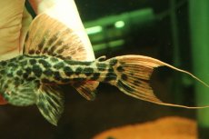 画像6: 【淡水魚】【通販】タイタニックトリムプレコ ワイルド【個体販売】(±10cm)(プレコ)(生体)(熱帯魚)NKP (6)