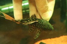 画像7: 【淡水魚】【通販】タイタニックトリムプレコ ワイルド【個体販売】(±10cm)(プレコ)(生体)(熱帯魚)NKP (7)