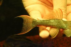 画像3: 【淡水魚】【通販】スカーレットトリムプレコ トカンチンス産 ワイルド【個体販売】(±9cm)(プレコ)(生体)(熱帯魚)NKP (3)