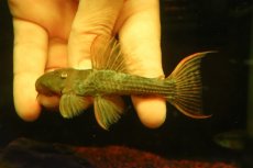 画像4: 【淡水魚】【通販】スカーレットトリムプレコ トカンチンス産 ワイルド【個体販売】(±9cm)(プレコ)(生体)(熱帯魚)NKP (4)
