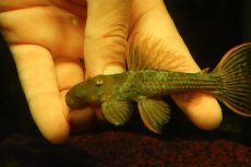 画像5: 【淡水魚】【通販】スカーレットトリムプレコ トカンチンス産 ワイルド【個体販売】(±9cm)(プレコ)(生体)(熱帯魚)NKP (5)