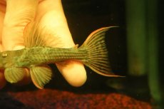 画像6: 【淡水魚】【通販】スカーレットトリムプレコ トカンチンス産 ワイルド【個体販売】(±9cm)(プレコ)(生体)(熱帯魚)NKP (6)