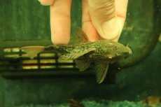 画像3: 【通販 淡水魚】スカーレットトリムプレコ トカンチンス産 ワイルド【個体販売】(±9cm)(プレコ)(生体)(熱帯魚)NKP (3)