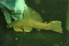 画像1: 【通販 淡水魚】爆安 超激レア ドラゴンハイフィンレオパードトリムプレコ ワイルド【個体販売】(±24cm)(プレコ)(生体)(熱帯魚)NKO (1)
