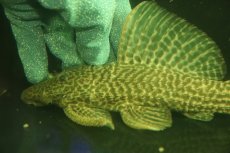 画像2: 【通販 淡水魚】爆安 超激レア ドラゴンハイフィンレオパードトリムプレコ ワイルド【個体販売】(±24cm)(プレコ)(生体)(熱帯魚)NKO (2)