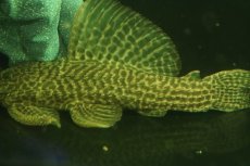 画像3: 【通販 淡水魚】爆安 超激レア ドラゴンハイフィンレオパードトリムプレコ ワイルド【個体販売】(±24cm)(プレコ)(生体)(熱帯魚)NKO (3)