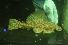 画像5: 【通販 淡水魚】爆安 超激レア ドラゴンハイフィンレオパードトリムプレコ ワイルド【個体販売】(±24cm)(プレコ)(生体)(熱帯魚)NKO (5)