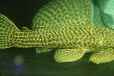 画像7: 【通販 淡水魚】爆安 超激レア ドラゴンハイフィンレオパードトリムプレコ ワイルド【個体販売】(±24cm)(プレコ)(生体)(熱帯魚)NKO (7)