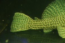 画像8: 【通販 淡水魚】爆安 超激レア ドラゴンハイフィンレオパードトリムプレコ ワイルド【個体販売】(±24cm)(プレコ)(生体)(熱帯魚)NKO (8)