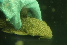 画像9: 【通販 淡水魚】爆安 超激レア ドラゴンハイフィンレオパードトリムプレコ ワイルド【個体販売】(±24cm)(プレコ)(生体)(熱帯魚)NKO (9)