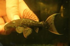 画像1: 【通販 淡水魚】赤出てます スカーレットトリムプレコ トカンチンス産 ワイルド【個体販売】(±9cm)(大型魚)(生体)(熱帯魚)NKO (1)