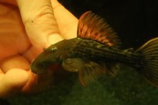 画像2: 【通販 淡水魚】赤出てます スカーレットトリムプレコ トカンチンス産 ワイルド【個体販売】(±9cm)(大型魚)(生体)(熱帯魚)NKO (2)