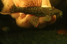 画像4: 【通販 淡水魚】赤出てます スカーレットトリムプレコ トカンチンス産 ワイルド【個体販売】(±9cm)(大型魚)(生体)(熱帯魚)NKO (4)