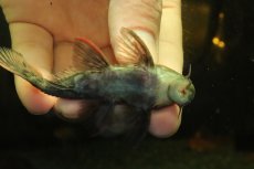画像6: 【通販 淡水魚】赤出てます スカーレットトリムプレコ トカンチンス産 ワイルド【個体販売】(±9cm)(大型魚)(生体)(熱帯魚)NKO (6)