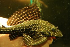 画像2: 【通販 淡水魚】激安 大きめ No1 ドラゴンボルダード パライナーバ産 ワイルド【個体販売】(±18cm)(プレコ)(生体)(熱帯魚)NKP (2)