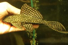 画像4: 【通販 淡水魚】激安 大きめ No1 ドラゴンボルダード パライナーバ産 ワイルド【個体販売】(±18cm)(プレコ)(生体)(熱帯魚)NKP (4)