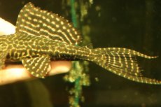 画像6: 【通販 淡水魚】激安 大きめ No1 ドラゴンボルダード パライナーバ産 ワイルド【個体販売】(±18cm)(プレコ)(生体)(熱帯魚)NKP (6)