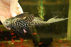 画像7: 【通販 淡水魚】激安 大きめ No1 ドラゴンボルダード パライナーバ産 ワイルド【個体販売】(±18cm)(プレコ)(生体)(熱帯魚)NKP (7)