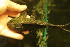 画像8: 【通販 淡水魚】激安 大きめ No1 ドラゴンボルダード パライナーバ産 ワイルド【個体販売】(±18cm)(プレコ)(生体)(熱帯魚)NKP (8)
