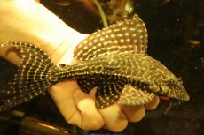 画像1: 【通販 淡水魚】激安 大きめ No2 ドラゴンボルダード パライナーバ産 ワイルド【個体販売】(±18cm)(プレコ)(生体)(熱帯魚)NKP (1)