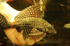 画像2: 【通販 淡水魚】激安 大きめ No2 ドラゴンボルダード パライナーバ産 ワイルド【個体販売】(±18cm)(プレコ)(生体)(熱帯魚)NKP (2)