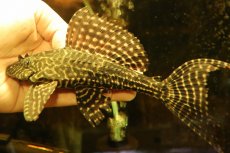 画像4: 【通販 淡水魚】激安 大きめ No2 ドラゴンボルダード パライナーバ産 ワイルド【個体販売】(±18cm)(プレコ)(生体)(熱帯魚)NKP (4)