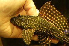 画像5: 【通販 淡水魚】激安 大きめ No2 ドラゴンボルダード パライナーバ産 ワイルド【個体販売】(±18cm)(プレコ)(生体)(熱帯魚)NKP (5)