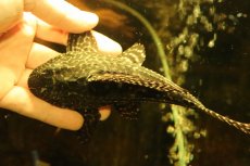 画像8: 【通販 淡水魚】激安 大きめ No2 ドラゴンボルダード パライナーバ産 ワイルド【個体販売】(±18cm)(プレコ)(生体)(熱帯魚)NKP (8)