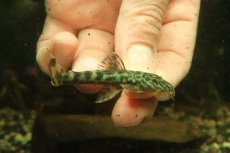 画像1: 【通販 淡水魚】激レア No1 グリーンデビルジェムプレコ タパナホニーリバー産 ワイルド【個体販売】(±6.5cm)(生体)(熱帯魚)NKP (1)